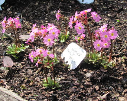 Primula 'Peter Klein' 449/20